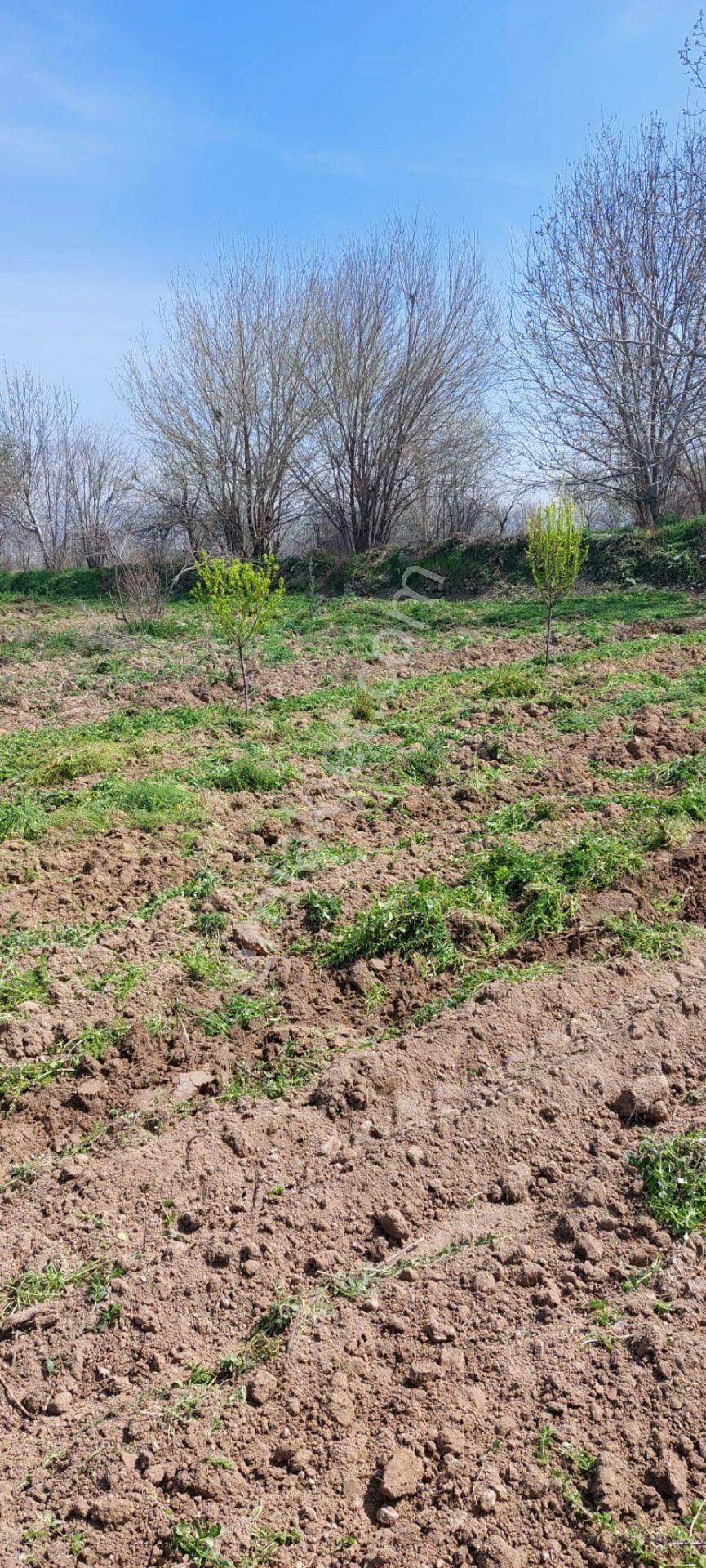 Denizli Goncalı Mahallesinde Sahibinden Satılık 13500 Mt Tarla - Görsel 4