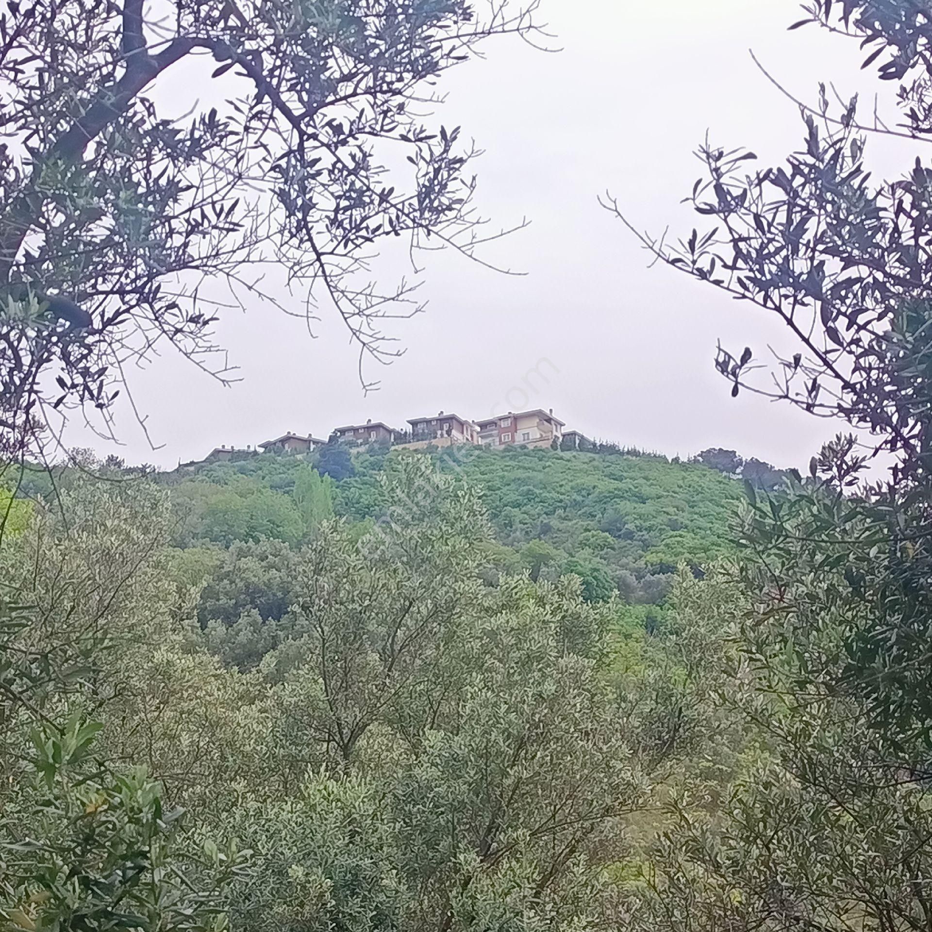 Gemlik Umurbey De 1389m2 Közfez Manzaralı Zeytinlik - Görsel 3