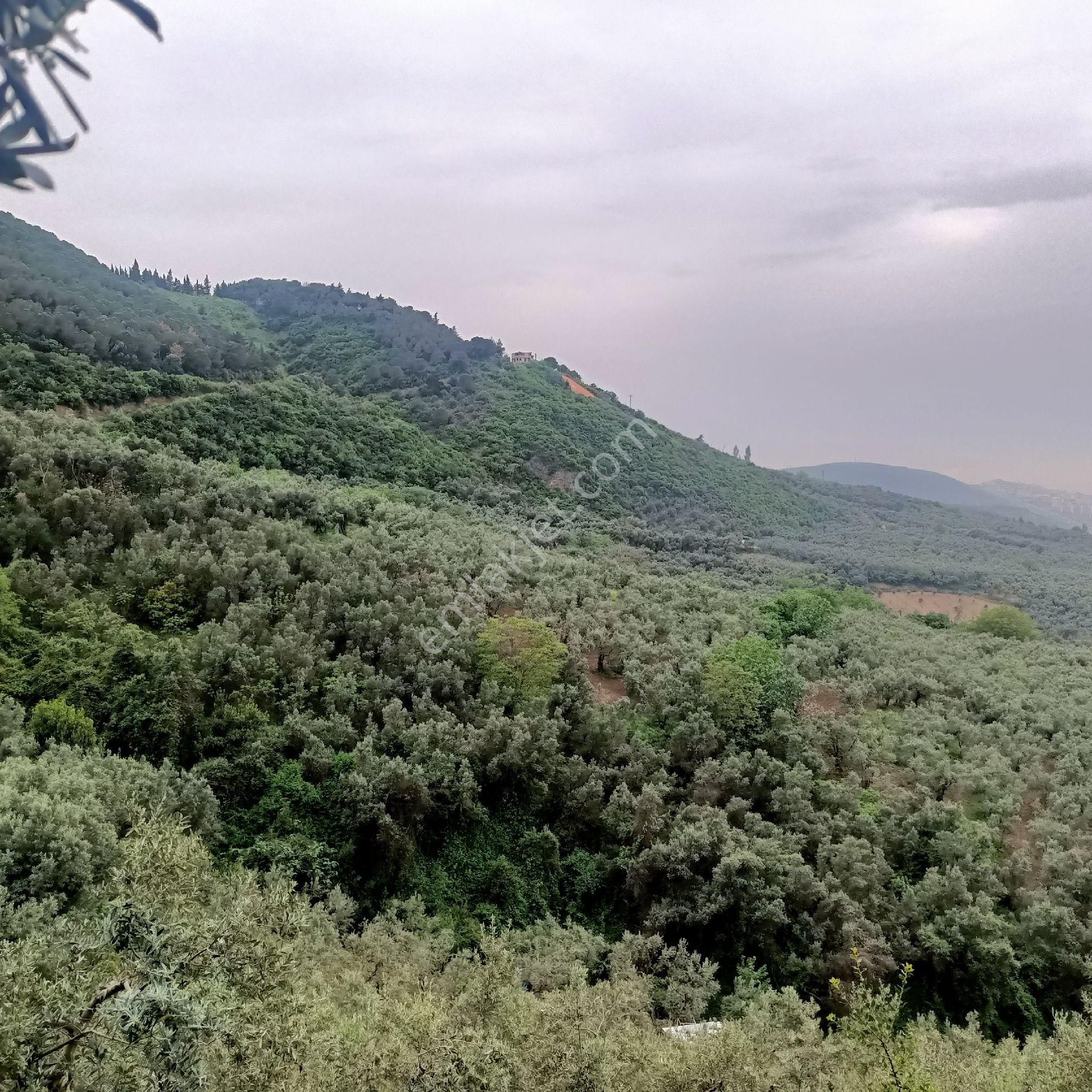 Gemlik Umurbey De 1389m2 Közfez Manzaralı Zeytinlik - Görsel 8