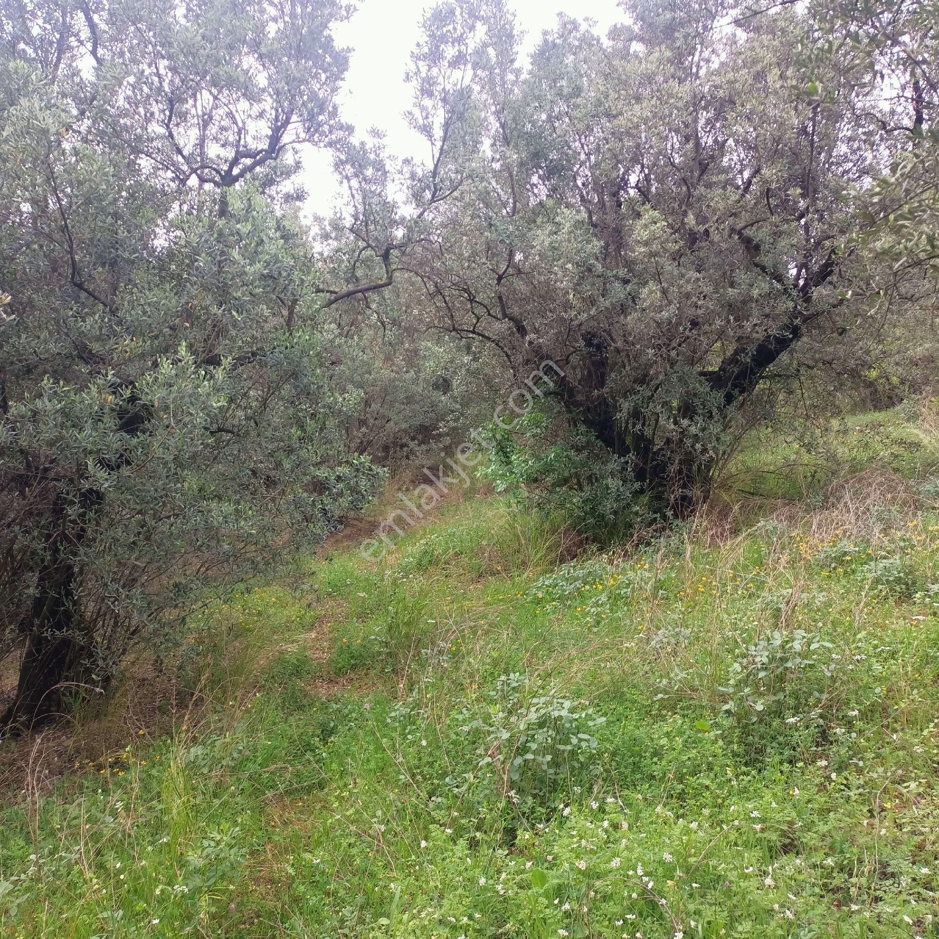 Gemlik Umurbey De 1389m2 Közfez Manzaralı Zeytinlik - Görsel 6