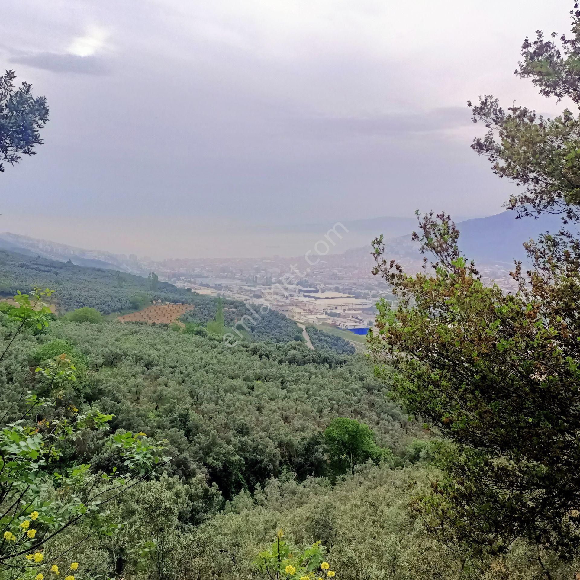 Gemlik Umurbey De 1389m2 Közfez Manzaralı Zeytinlik - Görsel 2