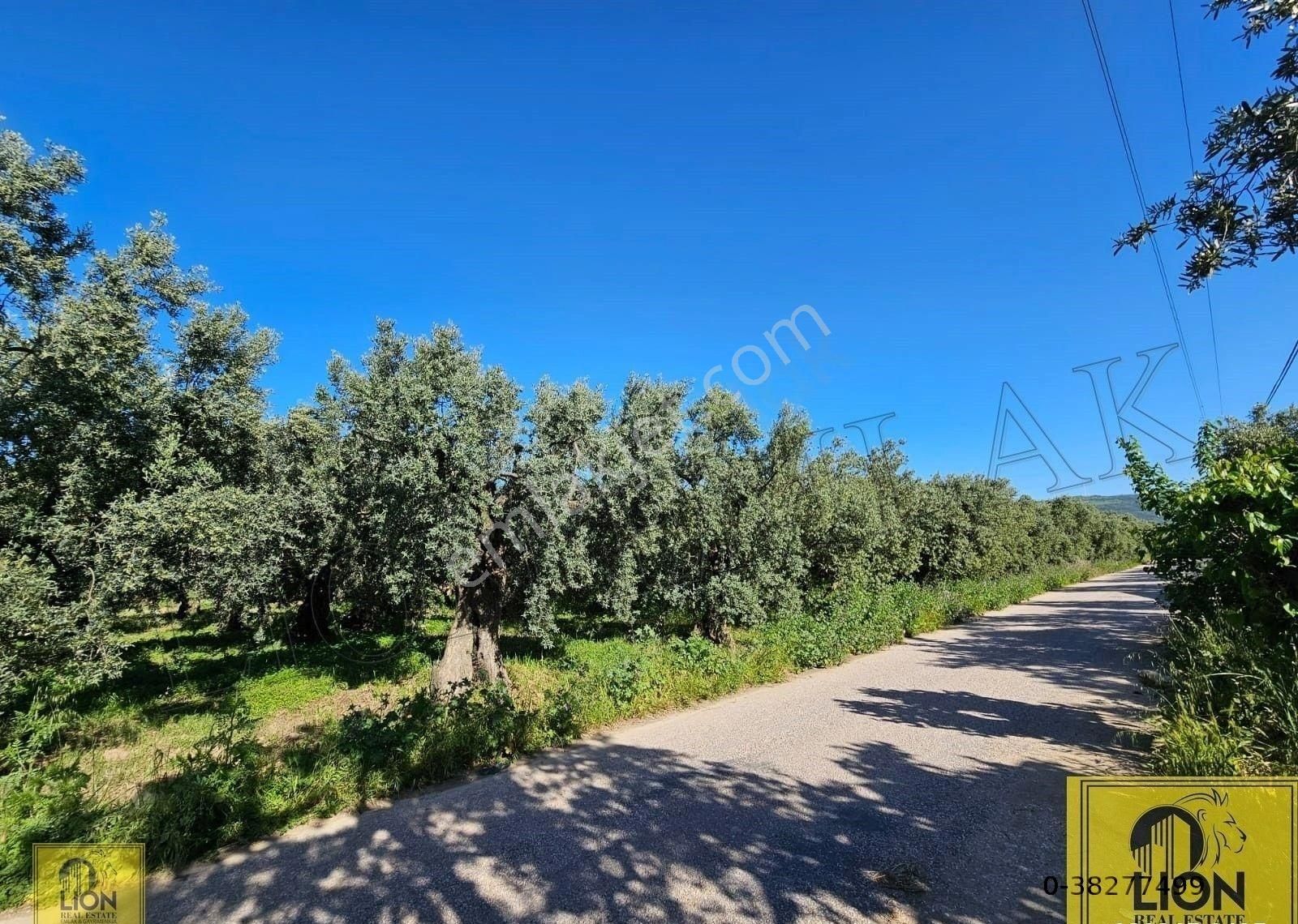 🟨⬛lıon Emlak'tan Erdek Çeltikçi Mahallesi Yola Cephe 1500m² Satılık Zeytinlik⬛🟨 - Görsel 13