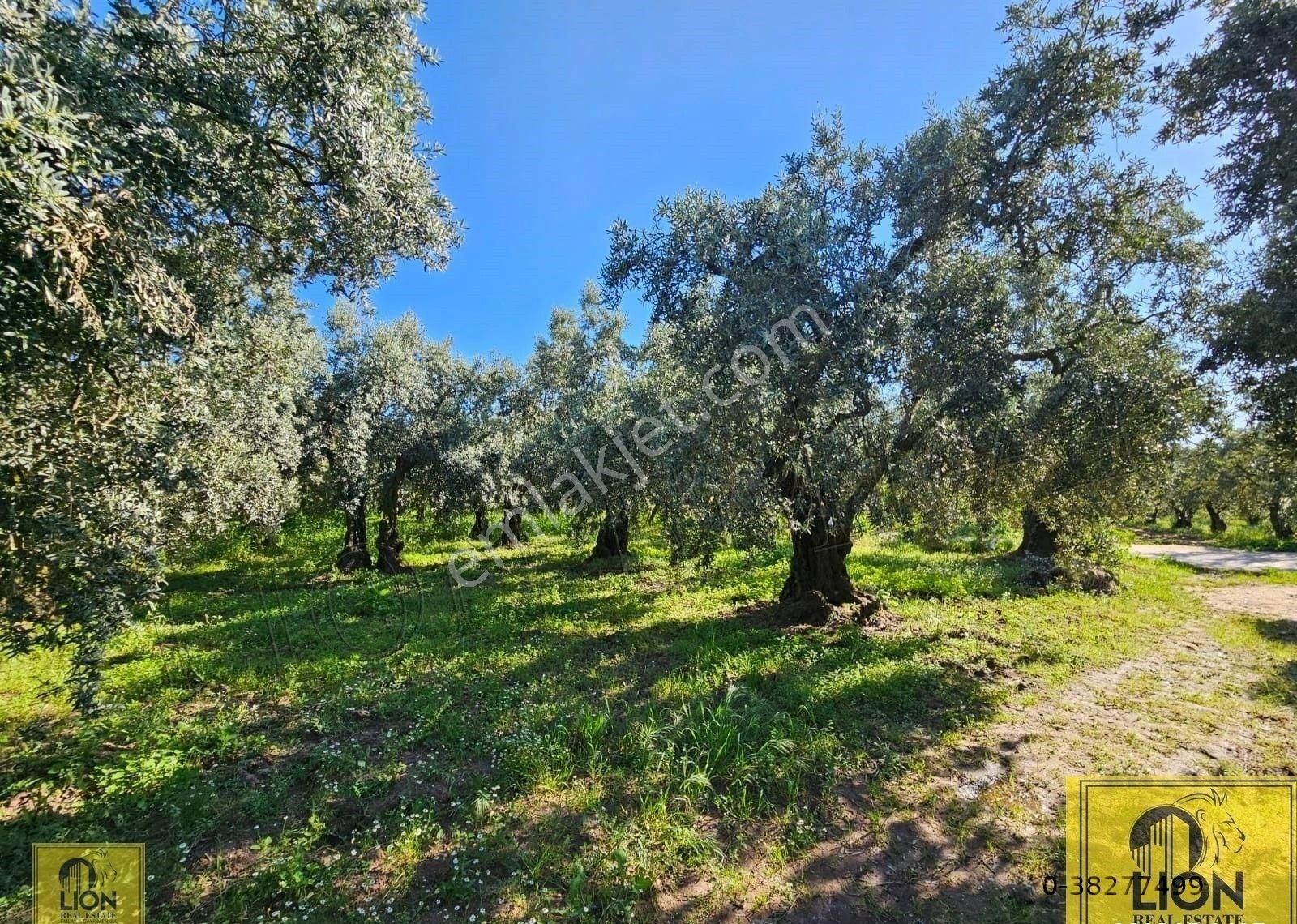 🟨⬛lıon Emlak'tan Erdek Çeltikçi Mahallesi Yola Cephe 1500m² Satılık Zeytinlik⬛🟨 - Görsel 5