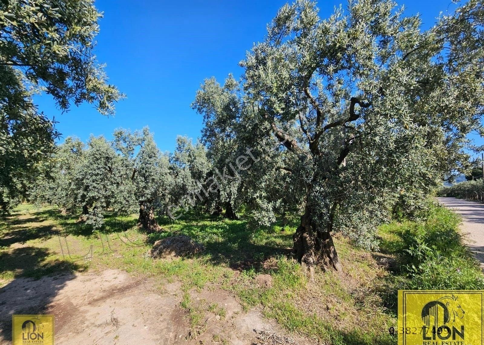 🟨⬛lıon Emlak'tan Erdek Çeltikçi Mahallesi Yola Cephe 1500m² Satılık Zeytinlik⬛🟨 - Görsel 9