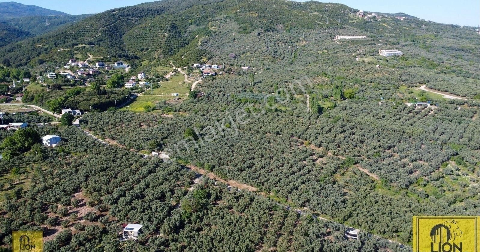 🟨⬛lıon Emlak'tan Erdek Çeltikçi Mahallesi Yola Cephe 1500m² Satılık Zeytinlik⬛🟨 - Görsel 3