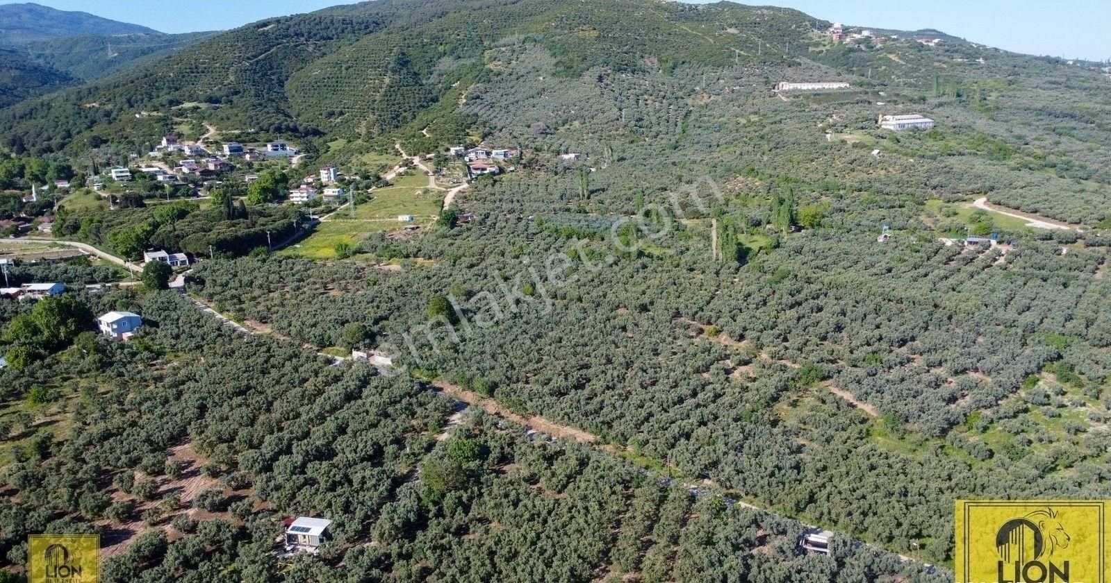 🟨⬛lıon Emlak'tan Erdek Çeltikçi Mahallesi Yola Cephe 1500m² Satılık Zeytinlik⬛🟨 - Görsel 17
