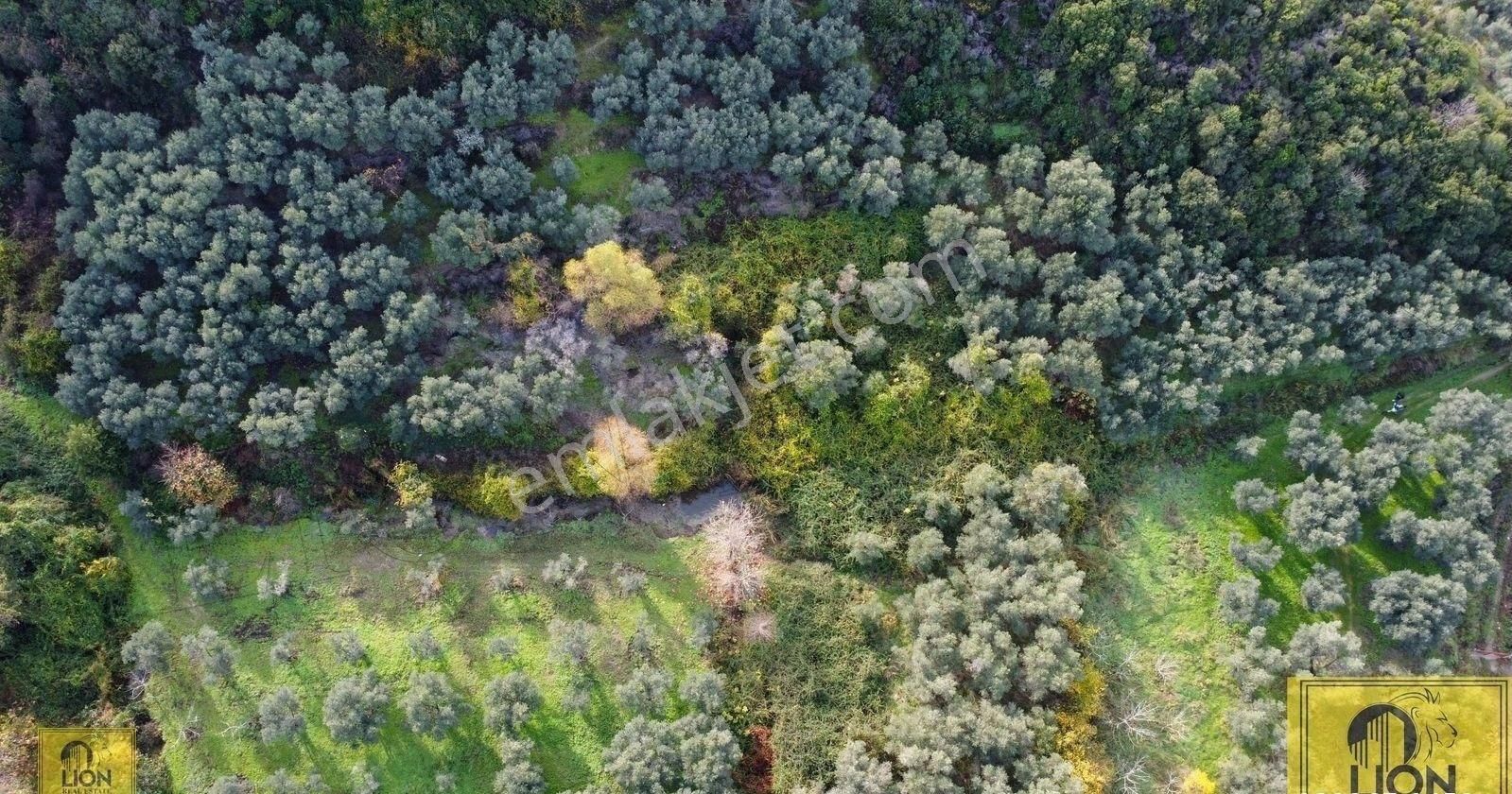 🟨⬛lıon Emlak'tan Erdek Doğanlar Mahallesinde Bungalov Ev Yapımına Uygun 771 M² Satılık Zeytinlik⬛🟨 - Görsel 13