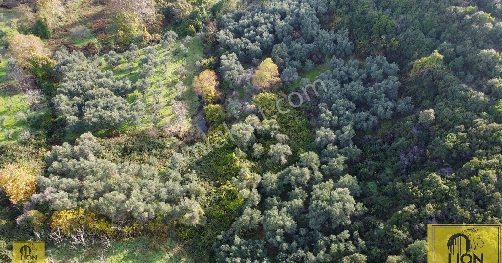 🟨⬛lıon Emlak'tan Erdek Doğanlar Mahallesinde Bungalov Ev Yapımına Uygun 771 M² Satılık Zeytinlik⬛🟨 - Görsel 2
