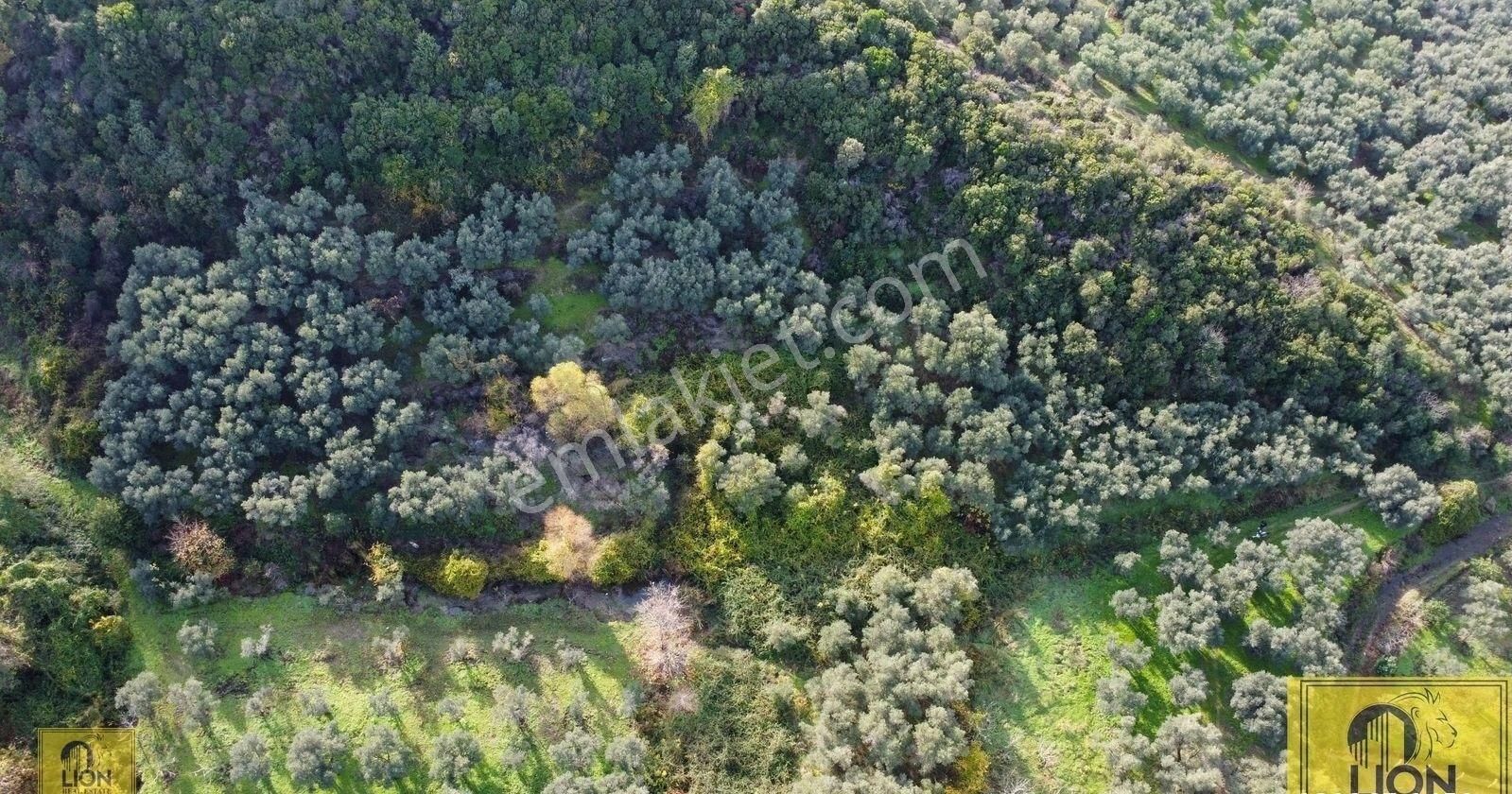 🟨⬛lıon Emlak'tan Erdek Doğanlar Mahallesinde Bungalov Ev Yapımına Uygun 771 M² Satılık Zeytinlik⬛🟨 - Görsel 5