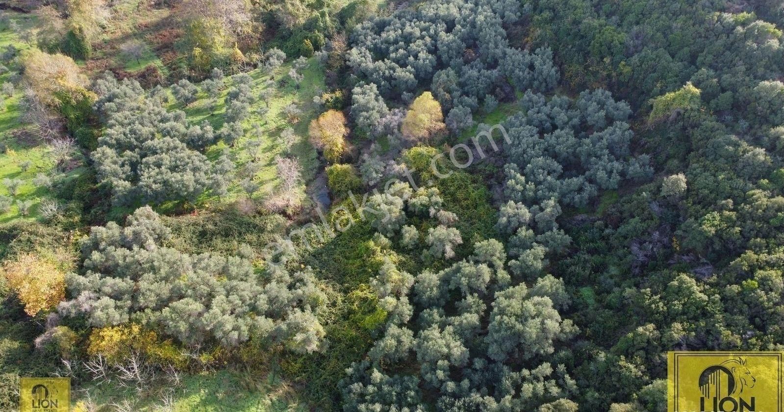 🟨⬛lıon Emlak'tan Erdek Doğanlar Mahallesinde Bungalov Ev Yapımına Uygun 771 M² Satılık Zeytinlik⬛🟨 - Görsel 14