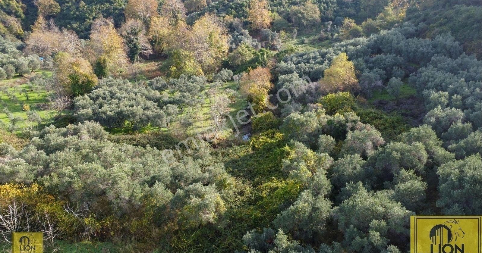 🟨⬛lıon Emlak'tan Erdek Doğanlar Mahallesinde Bungalov Ev Yapımına Uygun 771 M² Satılık Zeytinlik⬛🟨 - Görsel 15