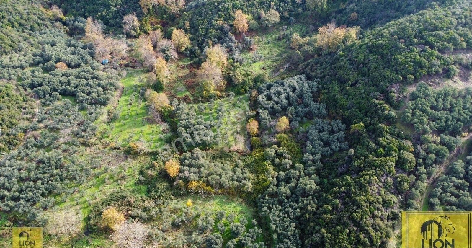 🟨⬛lıon Emlak'tan Erdek Doğanlar Mahallesinde Bungalov Ev Yapımına Uygun 771 M² Satılık Zeytinlik⬛🟨 - Görsel 12