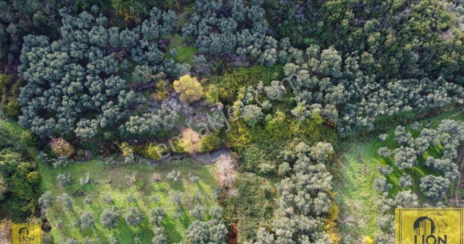 🟨⬛lıon Emlak'tan Erdek Doğanlar Mahallesinde Bungalov Ev Yapımına Uygun 771 M² Satılık Zeytinlik⬛🟨 - Görsel 18