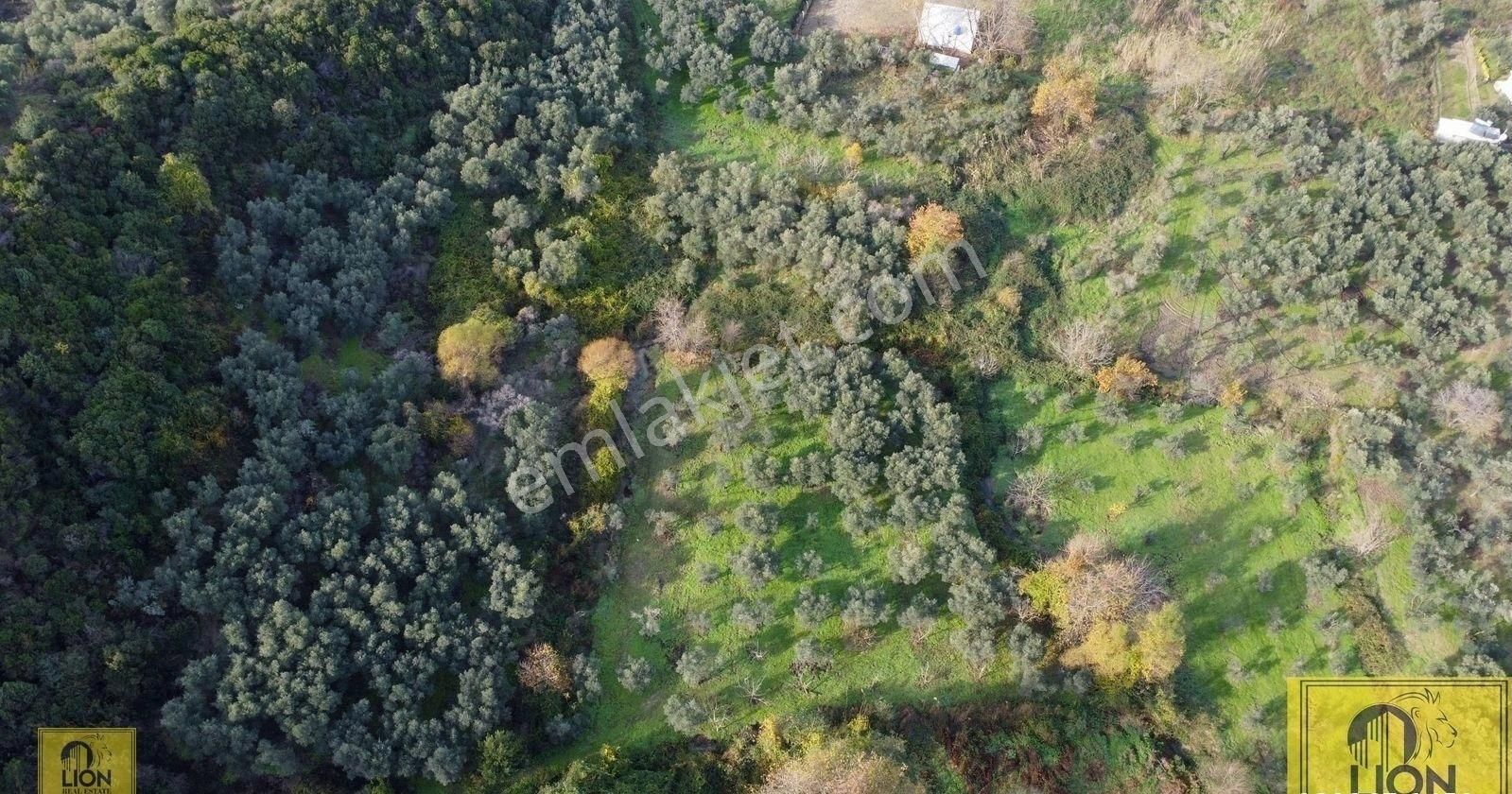🟨⬛lıon Emlak'tan Erdek Doğanlar Mahallesinde Bungalov Ev Yapımına Uygun 771 M² Satılık Zeytinlik⬛🟨 - Görsel 16