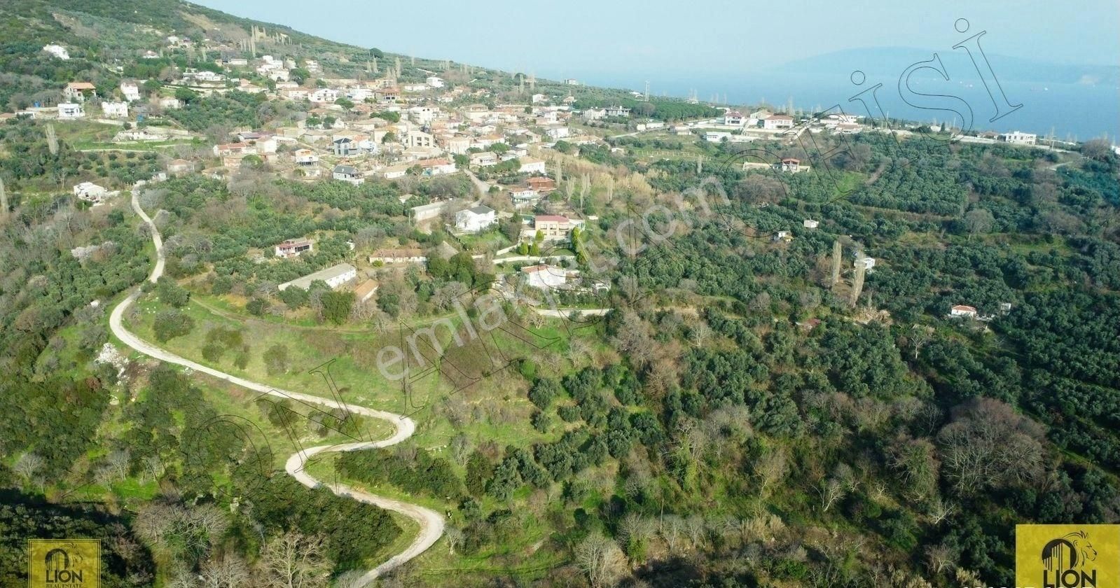 🟨⬛lıon Emlak'tan Erdek Hamamlı Mahallesi Köye Yakın Yola Cephe 2.429m² Yatırımlık Zeytinlik⬛🟨 - Görsel 15