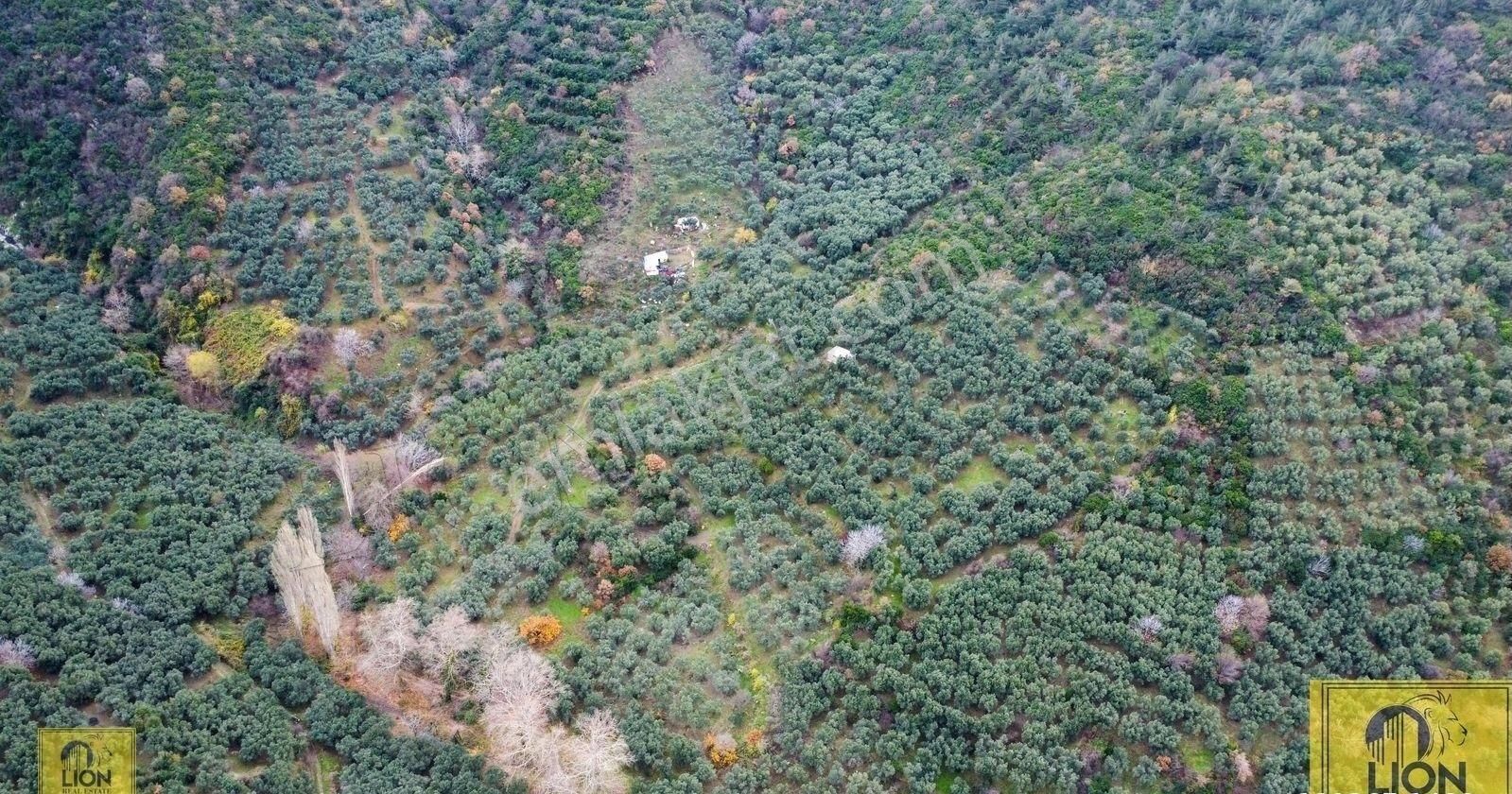 🟨⬛lıon Emlak'tan Erdek İlhan Mahallesi Köye Yakın 5942m² Satılık Zeytinlik⬛🟨 - Görsel 10