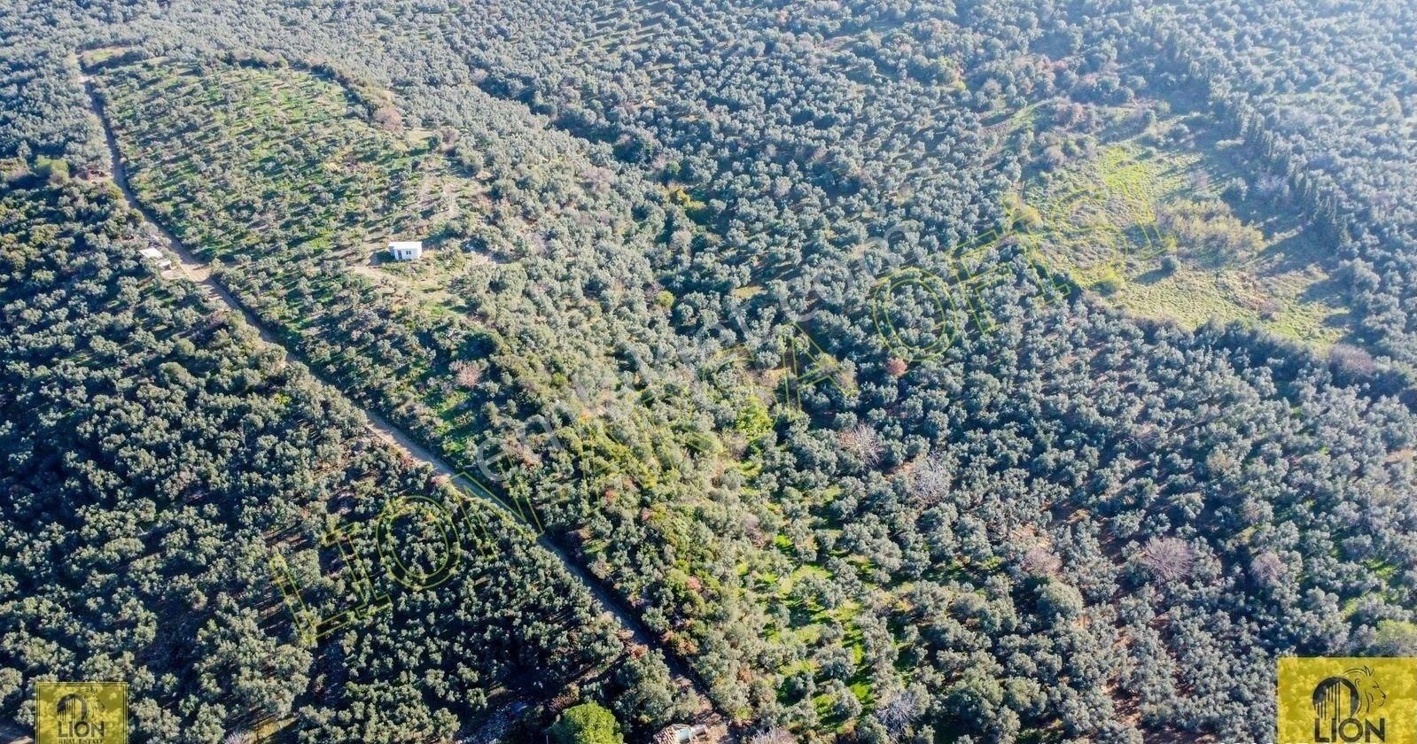 🟨⬛lıon Emlak'tan Erdek Atatürk Mahallesi Kadastro Yoluna Yakın Yatırımlık2296m²satılık Zeytinlik⬛🟨 - Görsel 14