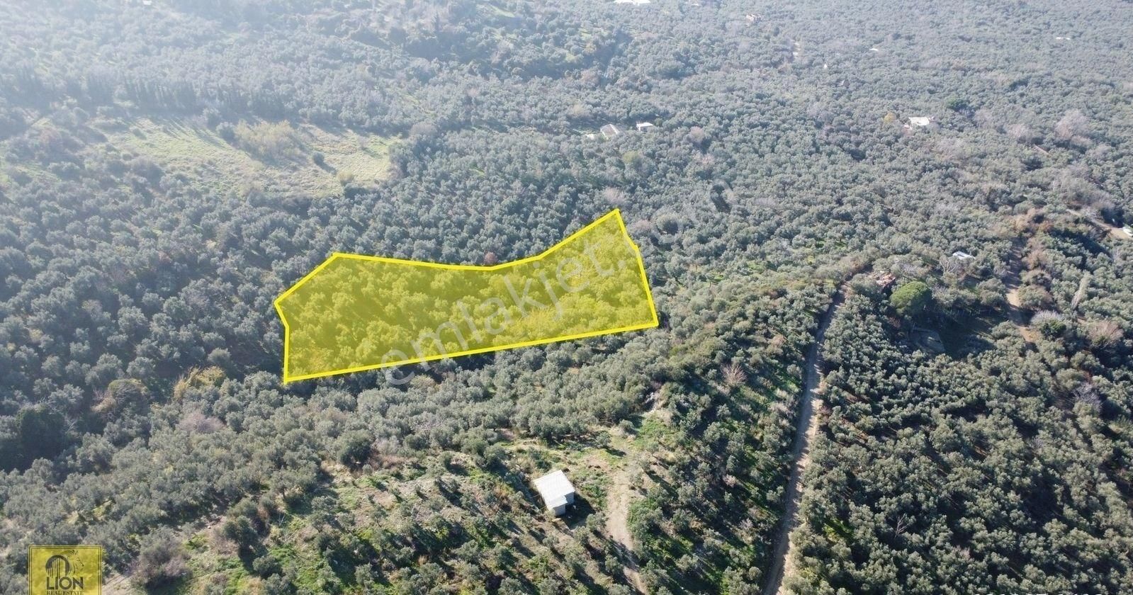 🟨⬛lıon Emlak'tan Erdek Atatürk Mahallesi Kadastro Yoluna Yakın Yatırımlık2296m²satılık Zeytinlik⬛🟨 - Görsel 2
