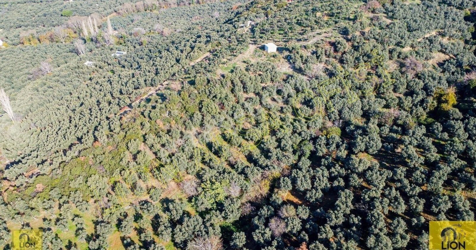 🟨⬛lıon Emlak'tan Erdek Atatürk Mahallesi Kadastro Yoluna Yakın Yatırımlık2296m²satılık Zeytinlik⬛🟨 - Görsel 7