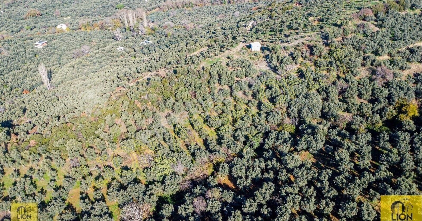 🟨⬛lıon Emlak'tan Erdek Atatürk Mahallesi Kadastro Yoluna Yakın Yatırımlık2296m²satılık Zeytinlik⬛🟨 - Görsel 16