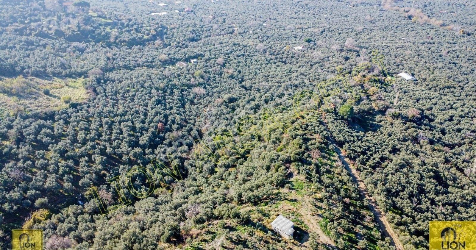 🟨⬛lıon Emlak'tan Erdek Atatürk Mahallesi Kadastro Yoluna Yakın Yatırımlık2296m²satılık Zeytinlik⬛🟨 - Görsel 12