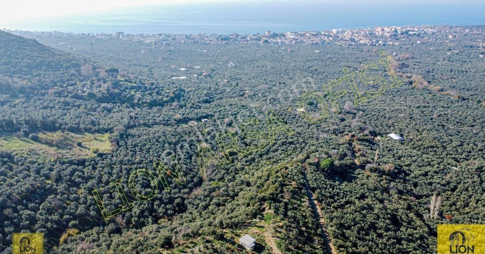 🟨⬛lıon Emlak'tan Erdek Atatürk Mahallesi Kadastro Yoluna Yakın Yatırımlık2296m²satılık Zeytinlik⬛🟨 - Görsel 5