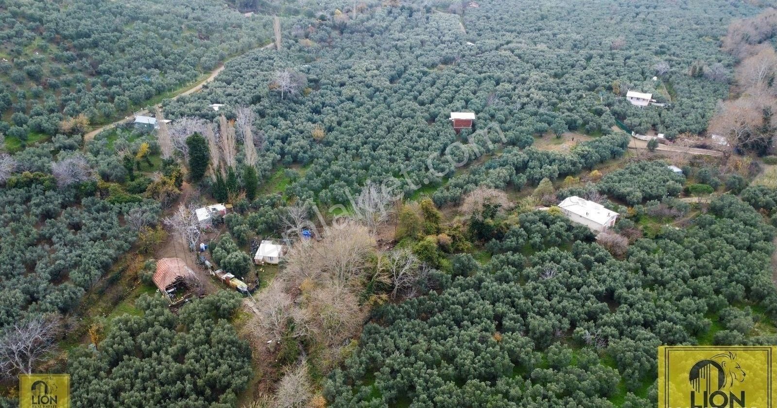 🟨⬛lıon Emlak'tan Erdek Atatatürk Mahallesi Yola 10m Mesafede 1560m² Satılık Zeytinlik⬛🟨 - Görsel 3