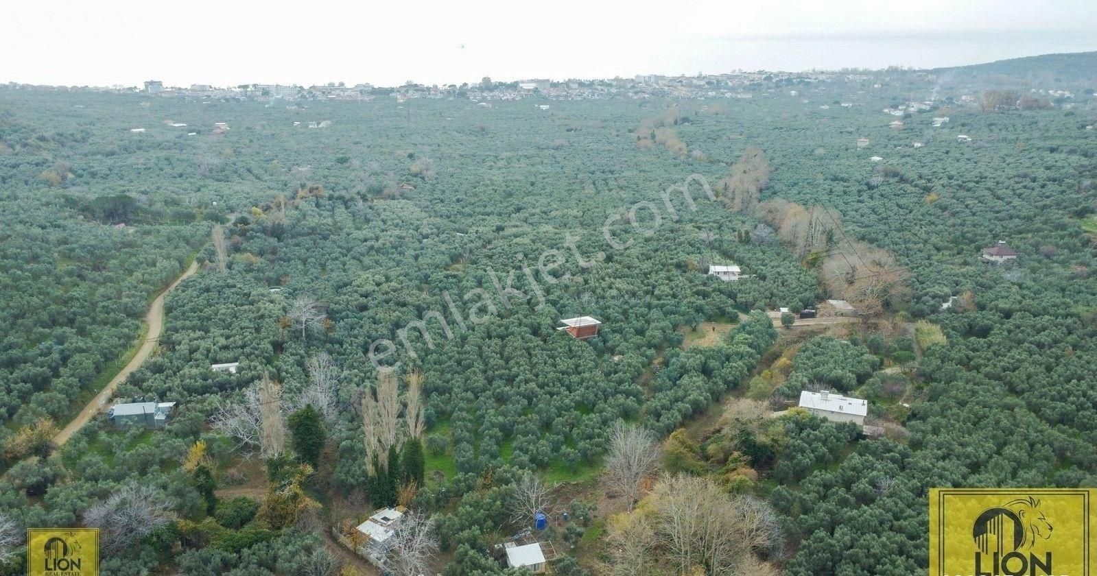 🟨⬛lıon Emlak'tan Erdek Atatatürk Mahallesi Yola 10m Mesafede 1560m² Satılık Zeytinlik⬛🟨 - Görsel 24