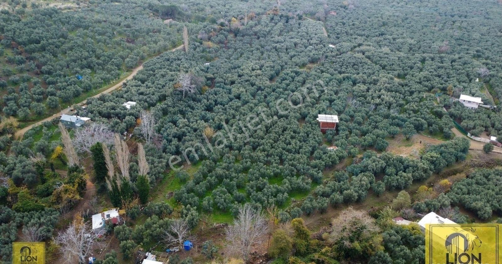🟨⬛lıon Emlak'tan Erdek Atatatürk Mahallesi Yola 10m Mesafede 1560m² Satılık Zeytinlik⬛🟨 - Görsel 2
