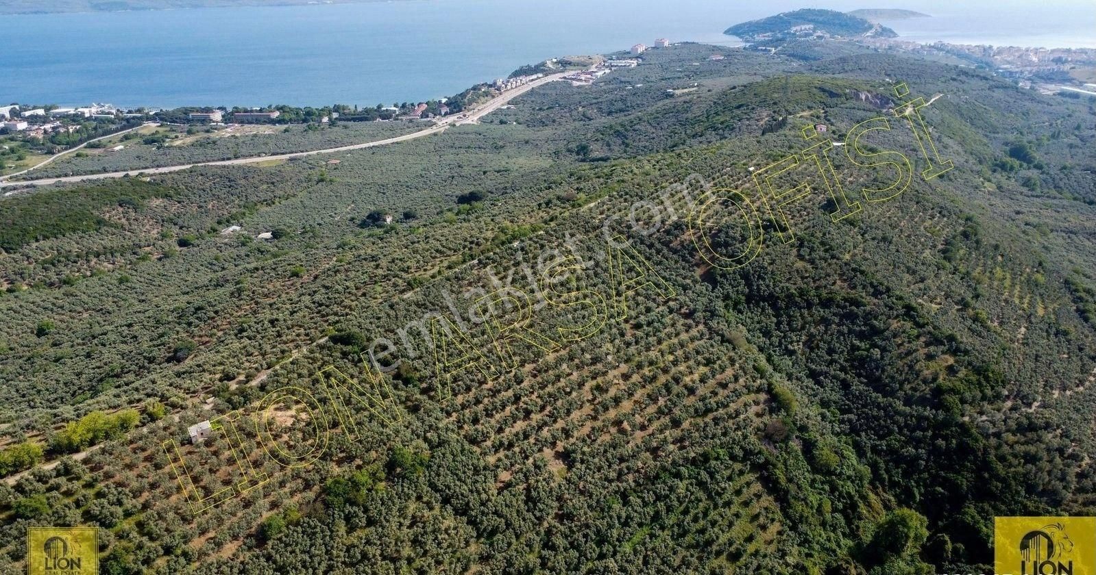 🟨⬛lıon Emlak'tan Erdek Alaettin Mahallesi Yola 160m Cephesi Bulunan Satılık Zeytinlik⬛🟨 - Görsel 10