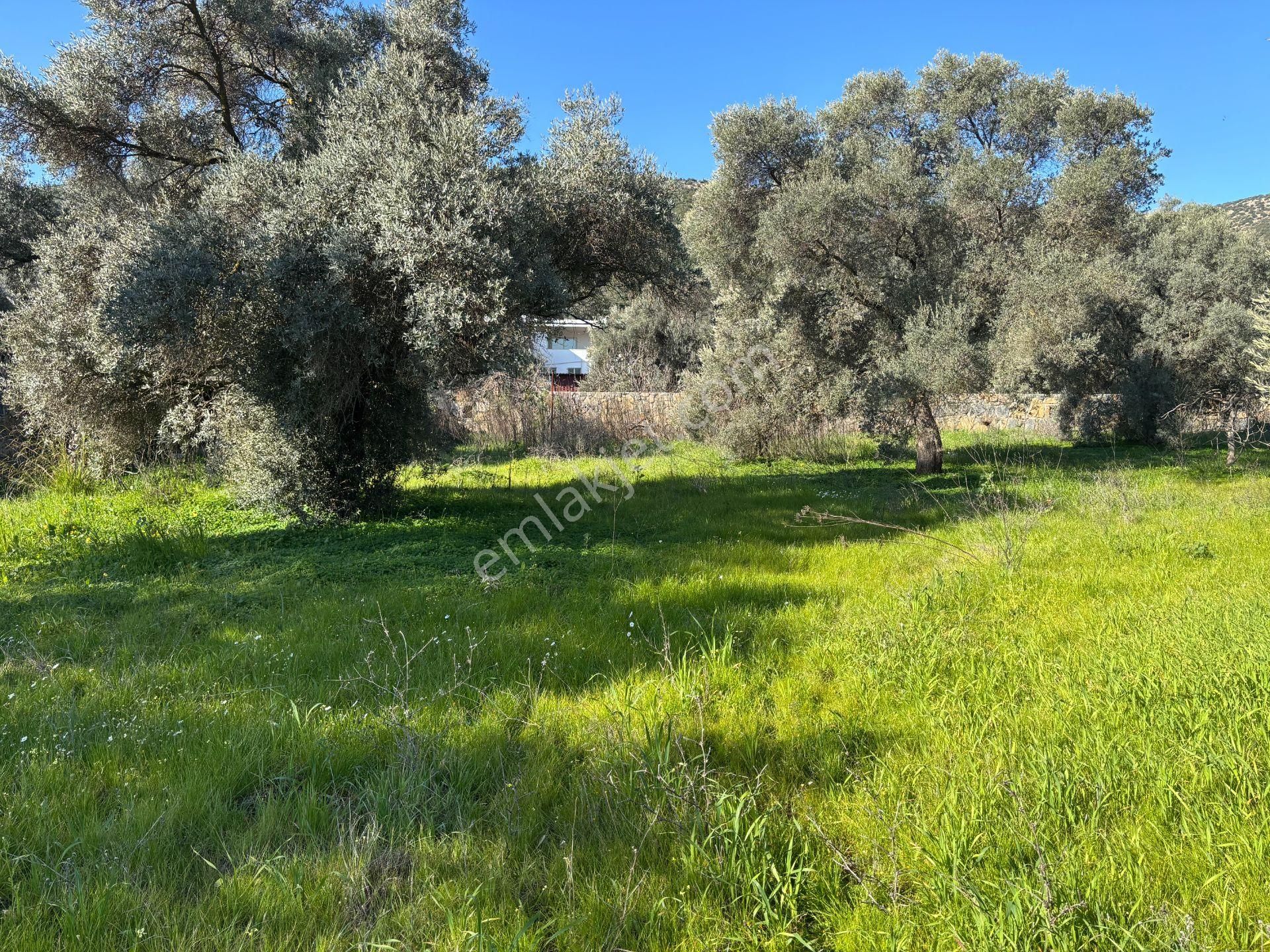 Bodrum Kızılağaçta 3000m² Satılık Arsa - Görsel 18