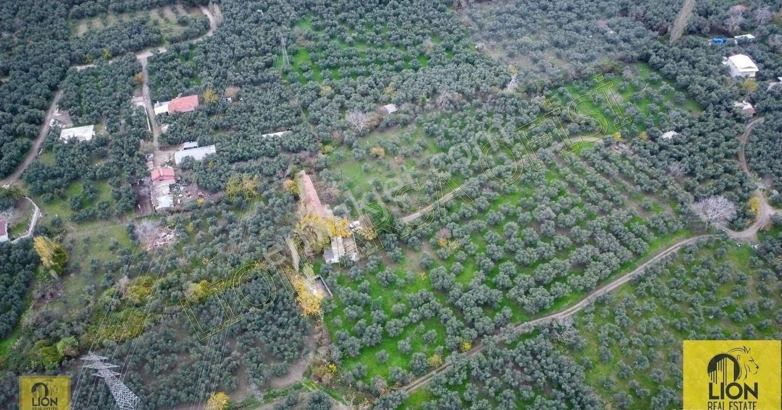 🟨⬛lıon Emlak'tan Erdek Halitpaşa Mahallesinde 400m² İmarlı Olan 15.170m² Satılık Zeytinlik⬛🟨 - Görsel 5