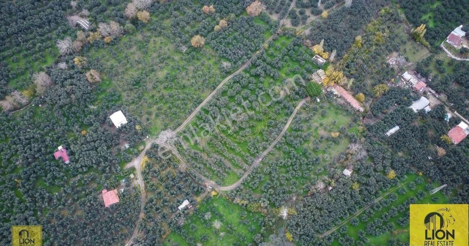 🟨⬛lıon Emlak'tan Erdek Halitpaşa Mahallesinde 400m² İmarlı Olan 15.170m² Satılık Zeytinlik⬛🟨 - Görsel 10