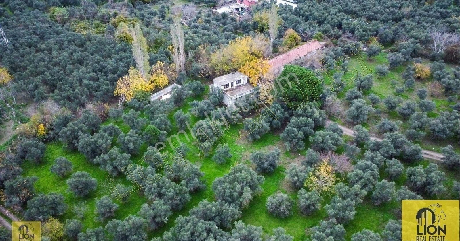 🟨⬛lıon Emlak'tan Erdek Halitpaşa Mahallesinde 400m² İmarlı Olan 15.170m² Satılık Zeytinlik⬛🟨 - Görsel 2