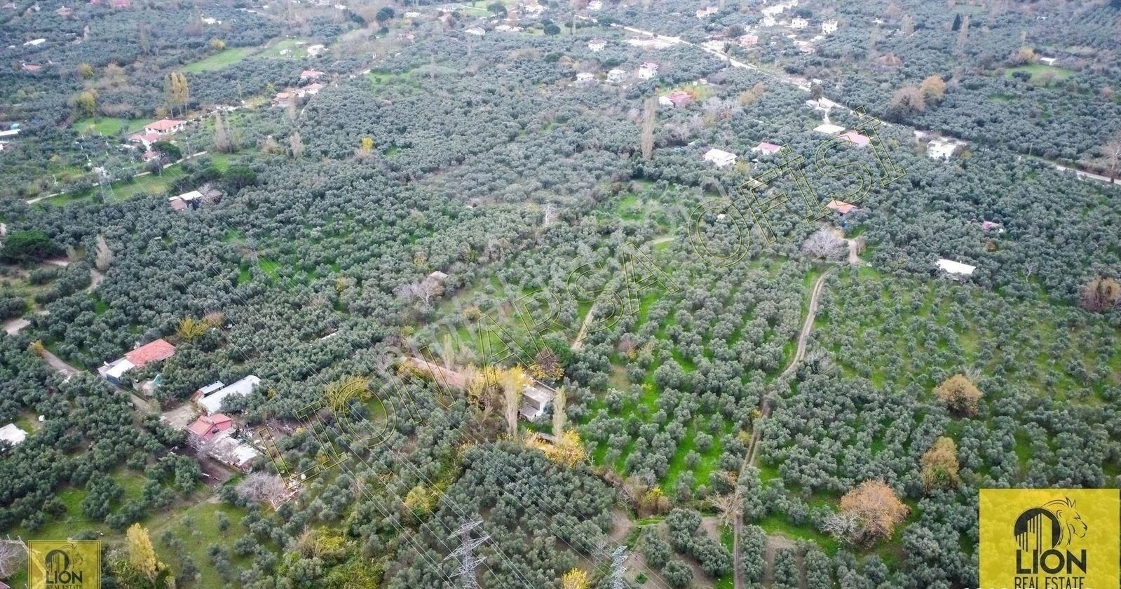 🟨⬛lıon Emlak'tan Erdek Halitpaşa Mahallesinde 400m² İmarlı Olan 15.170m² Satılık Zeytinlik⬛🟨 - Görsel 20