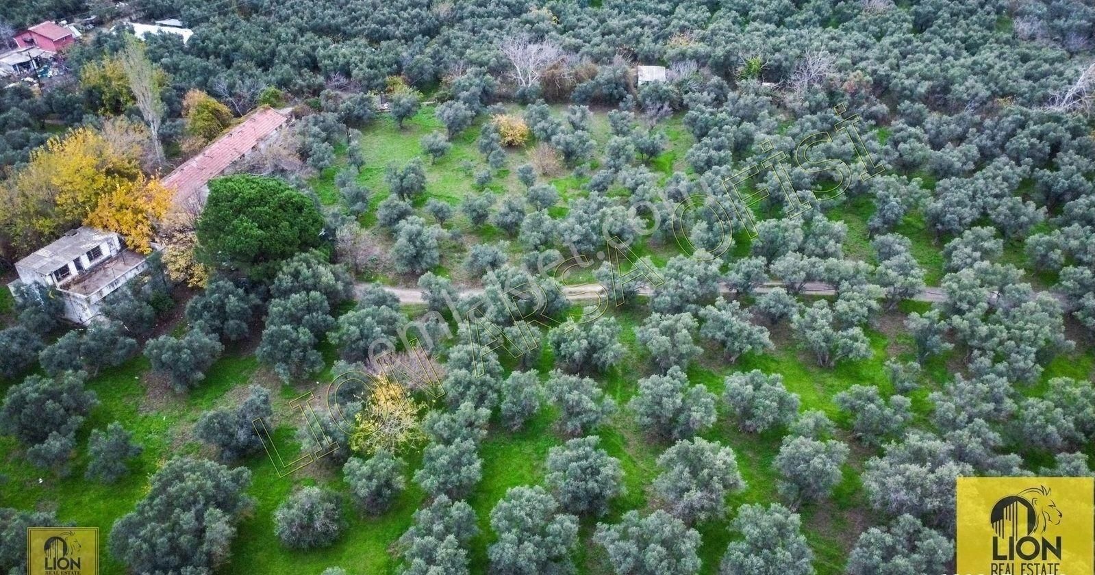 🟨⬛lıon Emlak'tan Erdek Halitpaşa Mahallesinde 400m² İmarlı Olan 15.170m² Satılık Zeytinlik⬛🟨 - Görsel 13