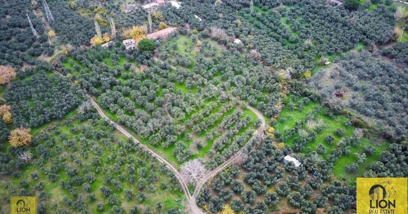 🟨⬛lıon Emlak'tan Erdek Halitpaşa Mahallesinde 400m² İmarlı Olan 15.170m² Satılık Zeytinlik⬛🟨 - Görsel 17