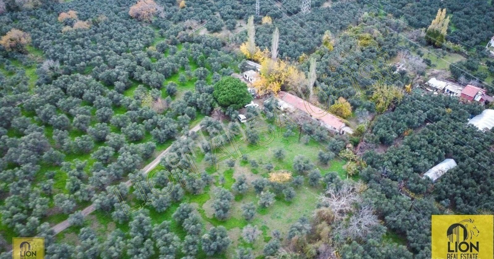 🟨⬛lıon Emlak'tan Erdek Halitpaşa Mahallesinde 400m² İmarlı Olan 15.170m² Satılık Zeytinlik⬛🟨 - Görsel 3