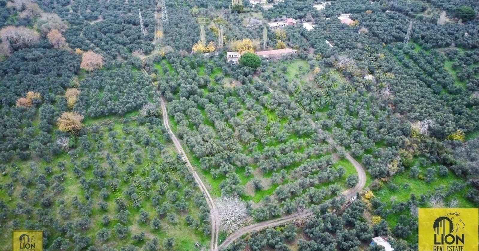 🟨⬛lıon Emlak'tan Erdek Halitpaşa Mahallesinde 400m² İmarlı Olan 15.170m² Satılık Zeytinlik⬛🟨 - Görsel 7