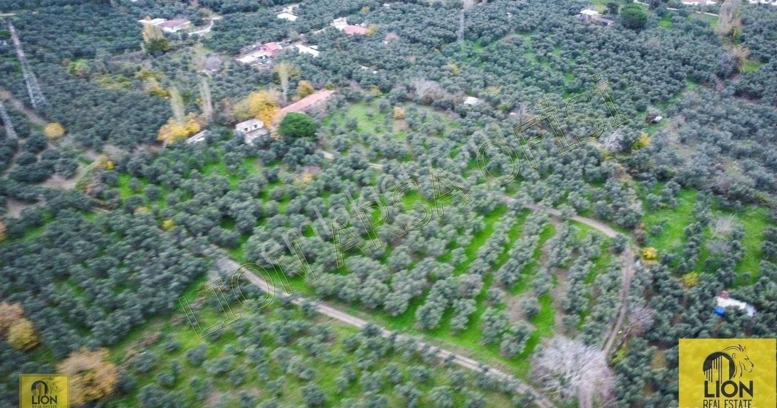 🟨⬛lıon Emlak'tan Erdek Halitpaşa Mahallesinde 400m² İmarlı Olan 15.170m² Satılık Zeytinlik⬛🟨 - Görsel 12