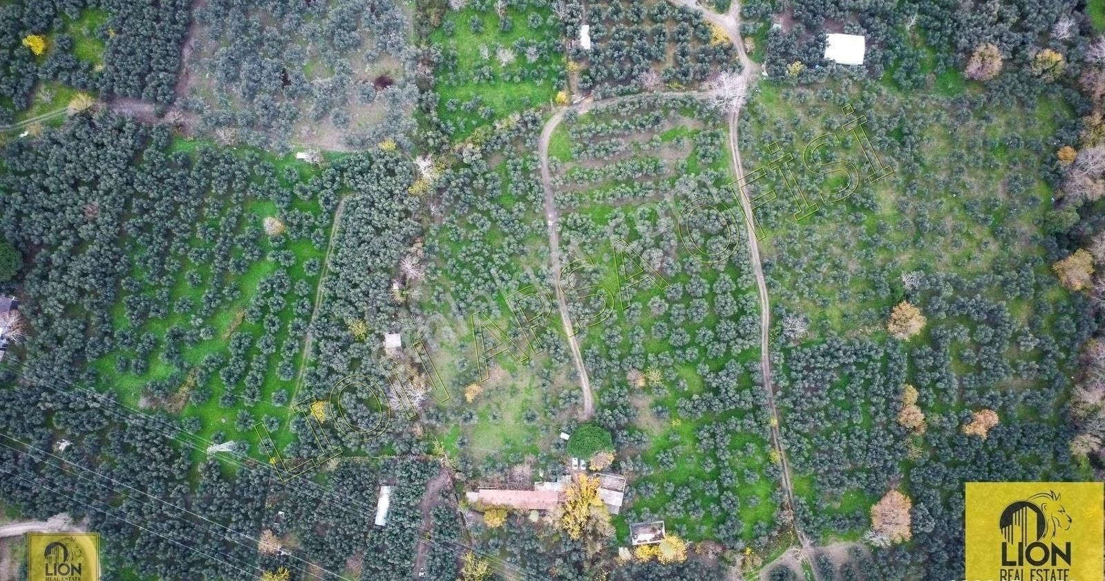 🟨⬛lıon Emlak'tan Erdek Halitpaşa Mahallesinde 400m² İmarlı Olan 15.170m² Satılık Zeytinlik⬛🟨 - Görsel 14