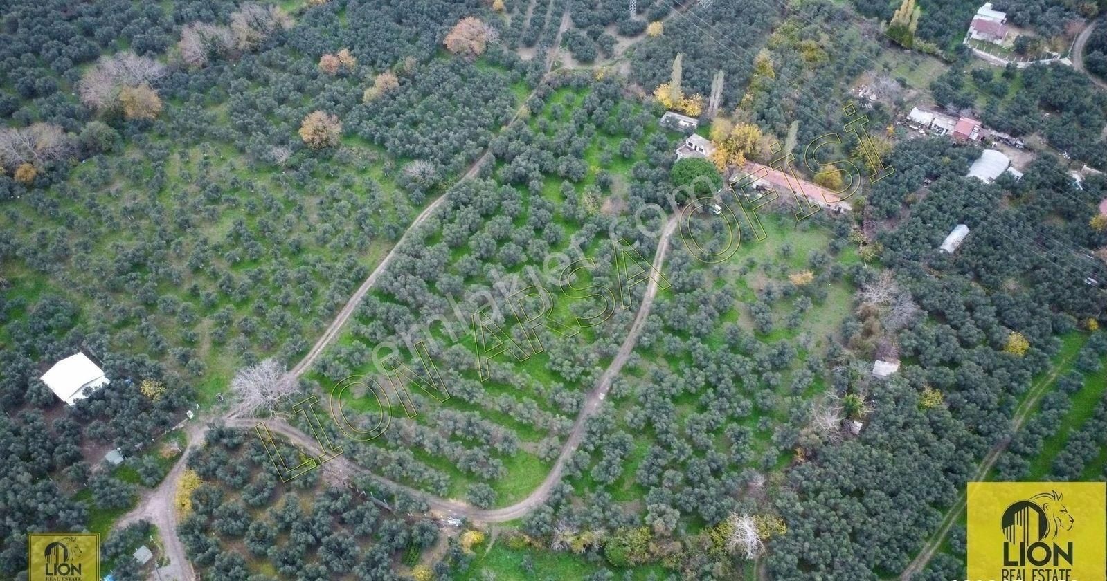 🟨⬛lıon Emlak'tan Erdek Halitpaşa Mahallesinde 400m² İmarlı Olan 15.170m² Satılık Zeytinlik⬛🟨 - Görsel 21
