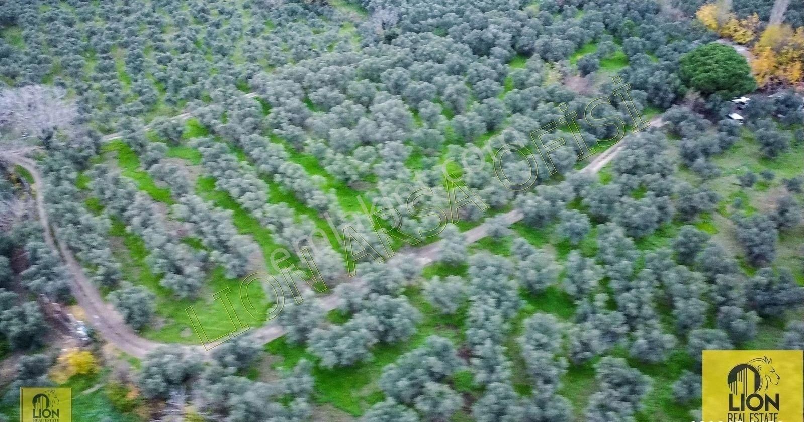 🟨⬛lıon Emlak'tan Erdek Halitpaşa Mahallesinde 400m² İmarlı Olan 15.170m² Satılık Zeytinlik⬛🟨 - Görsel 19