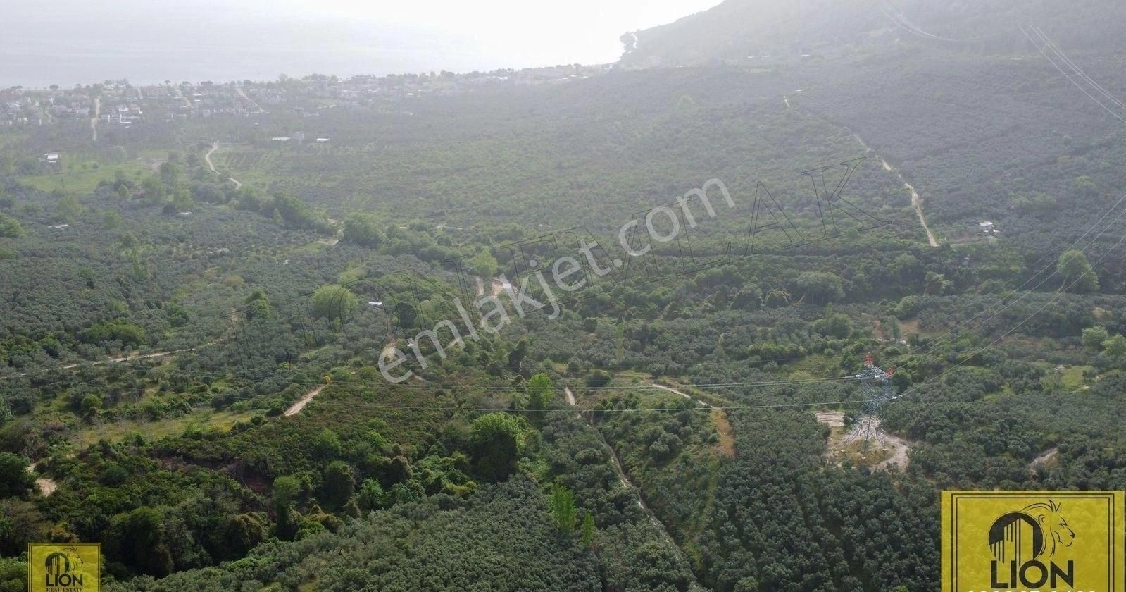 🟨⬛lıon Emlak'tan Erdek Ocaklar Mahallesi Kadastro Yoluna 57m Cepheli 1625m² Satılık Zeytinlik⬛🟨 - Görsel 3