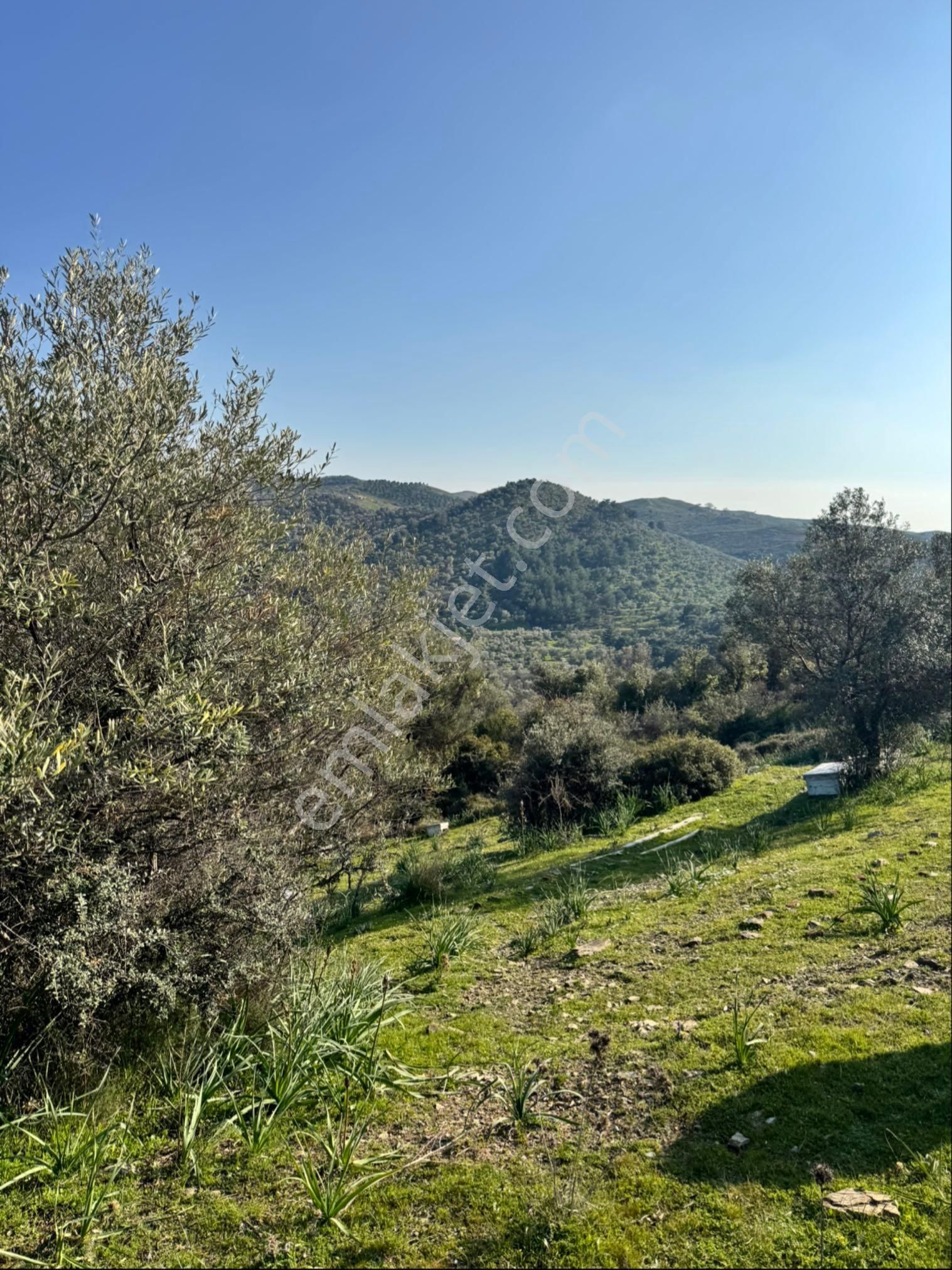 Seferihisar Ulamış Satılık Yatırımlık Zeytinlik - Görsel 4