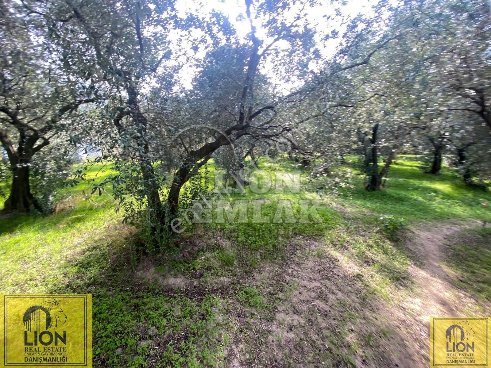 🟨⬛lıon Emlak'tan Erdek Doğanlar Mahallesi Yola Cephe 1942m² Satılık Zeytinlik⬛🟨 - Görsel 15