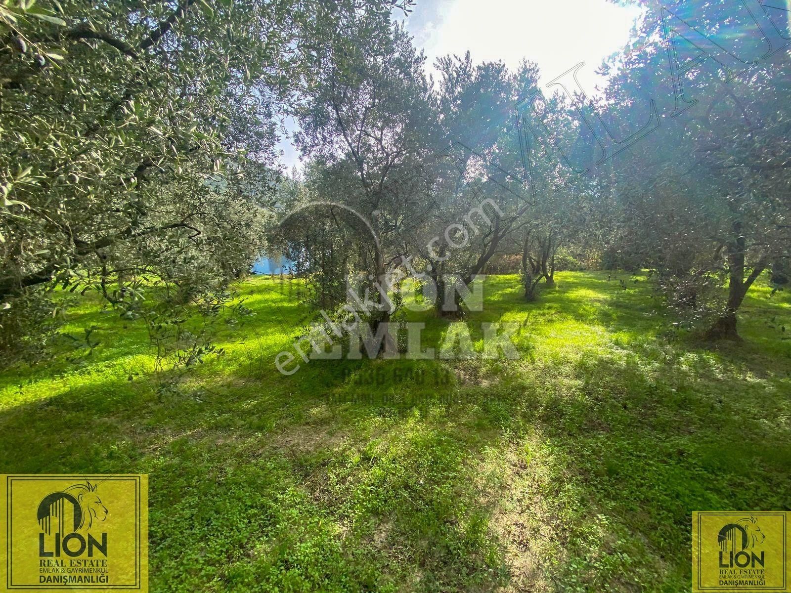 🟨⬛lıon Emlak'tan Erdek Doğanlar Mahallesi Yola Cephe 1942m² Satılık Zeytinlik⬛🟨 - Görsel 14