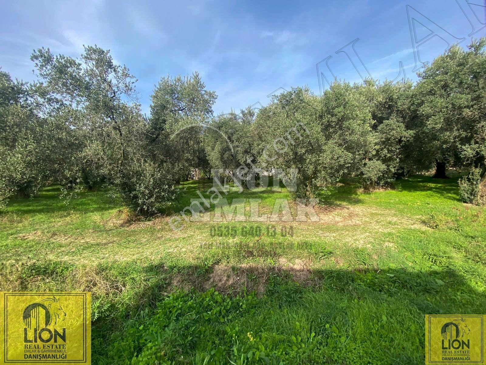 🟨⬛lıon Emlak'tan Erdek Doğanlar Mahallesi Yola Cephe 1942m² Satılık Zeytinlik⬛🟨 - Görsel 24