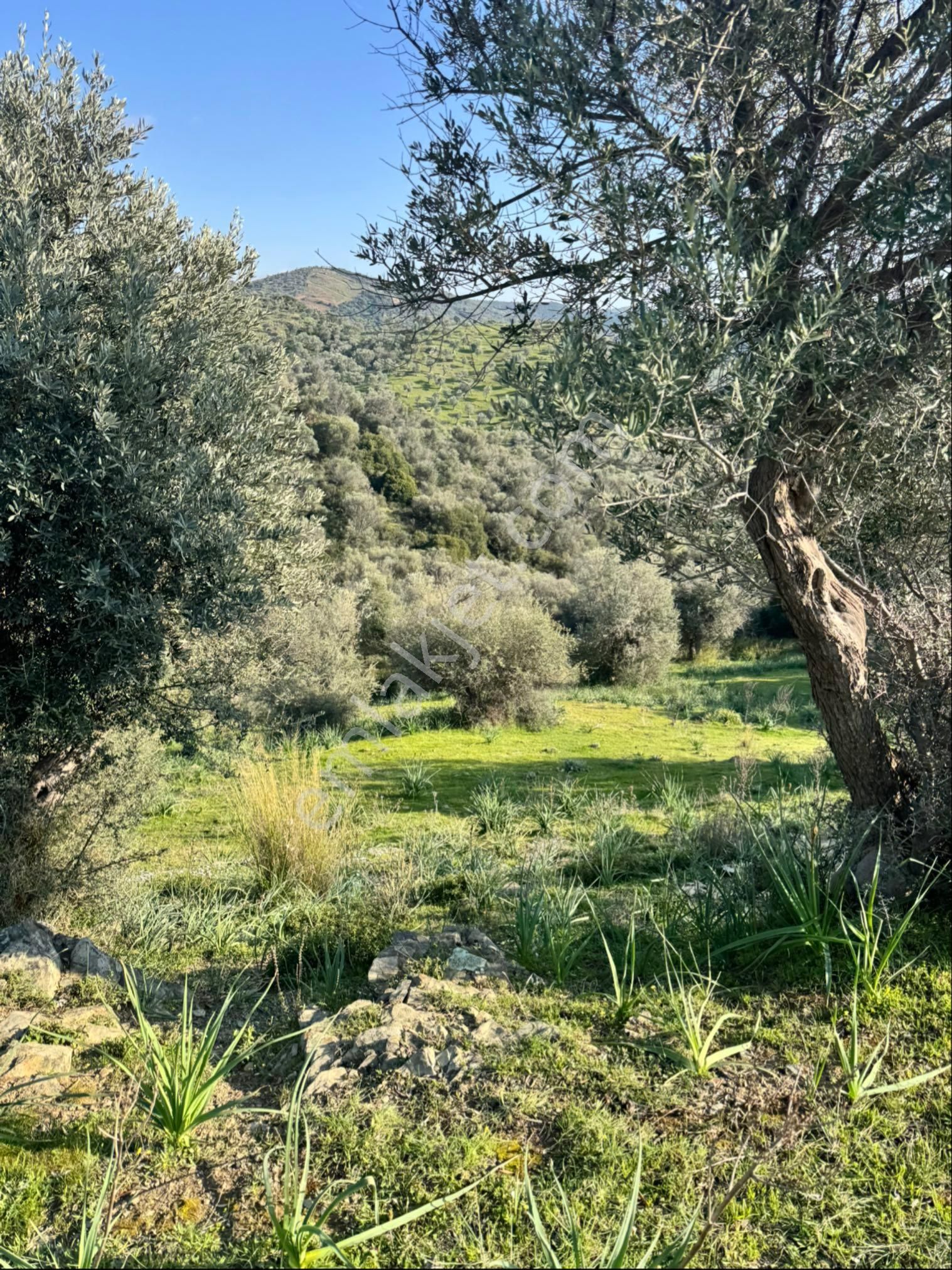 Seferihisar Ulamış Satılık Zeytinlik - Görsel 2
