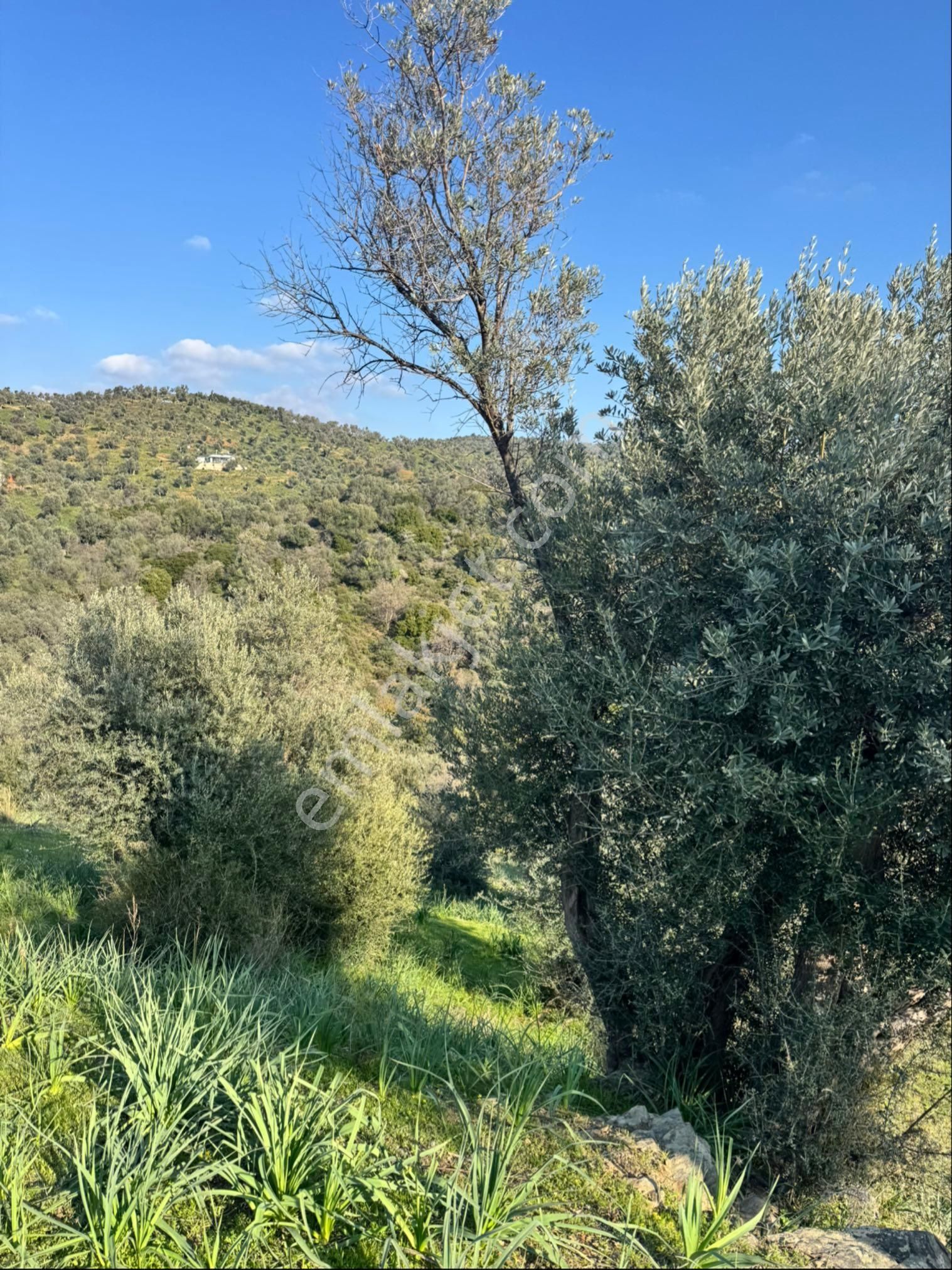 Seferihisar Ulamış Satılık Zeytinlik - Görsel 3